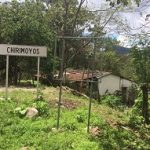 chirimoyos
